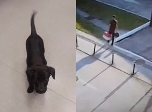 Passageiro abandona cachorra em aeroporto de Florianópolis após recusa de embarque com animal