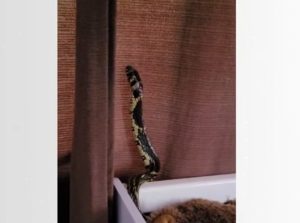 Cobra é encontrada em berço de bebê em SC