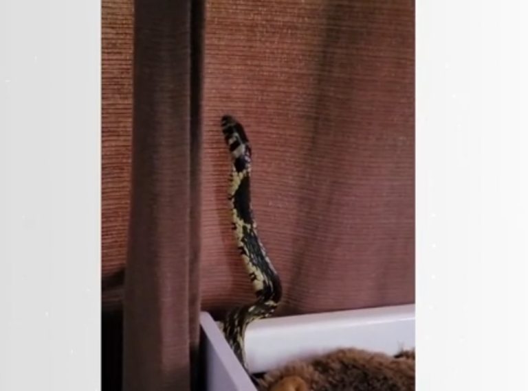 Cobra é encontrada em berço de bebê em SC