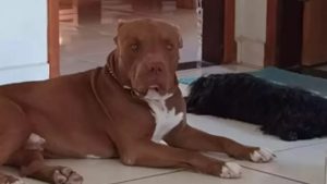 Entidades acionam STF contra lei que proíbe pitbulls em Santa Catarina