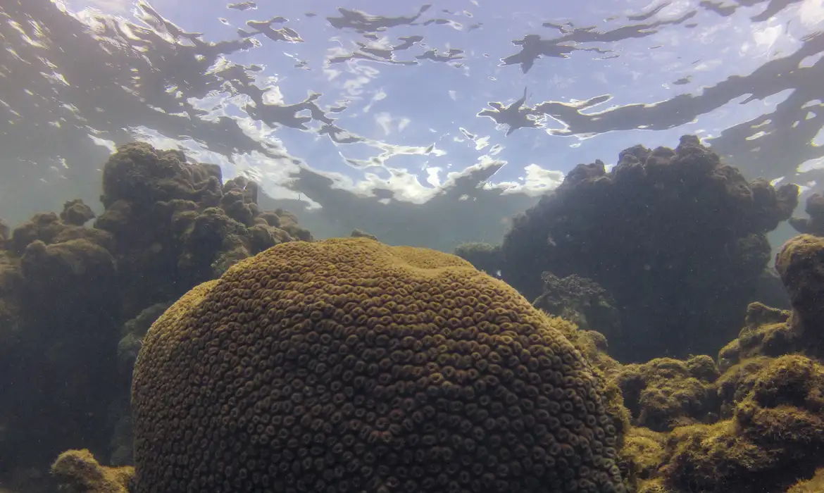 Estudo alerta: aquecimento, acidez e falta de alimento ameaçam vida marinha no Atlântico Sul