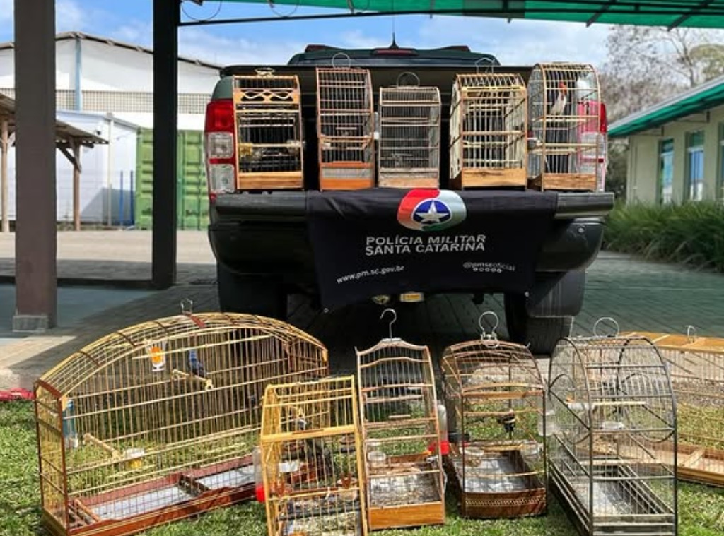 Polícia Militar Ambiental resgata aves silvestres mantidas em cativeiro em Capinzal