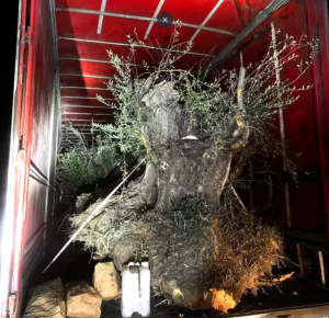 Contrabando de árvore! Caminhão é apreendido com oliveiras avaliadas em até R$ 100 mil