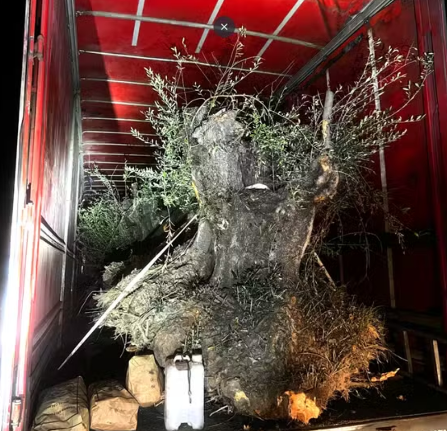 Contrabando de árvore! Caminhão é apreendido com oliveiras avaliadas em até R$ 100 mil