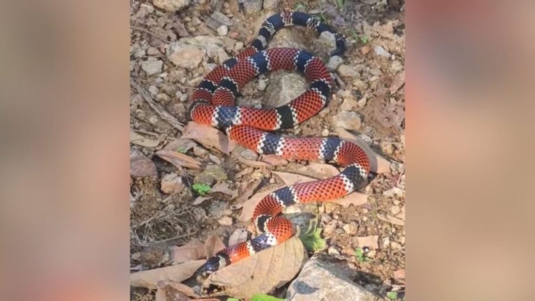 Cobra cruza caminho de ciclista, causa apreensão e mobiliza resgate em SC