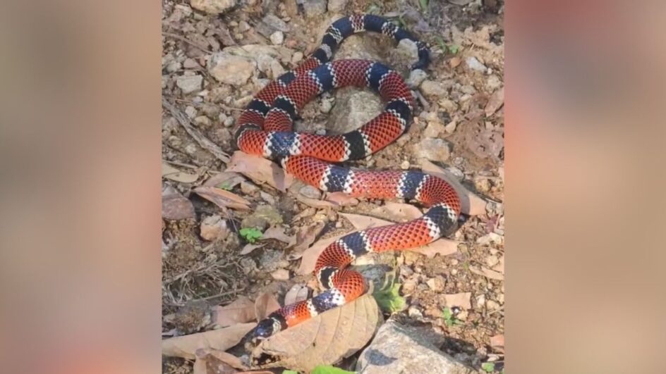 Cobra cruza caminho de ciclista, causa apreensão e mobiliza resgate em SC