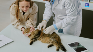 Imunização felina: vacinação contra FeLV deve ser prioridade no Brasil