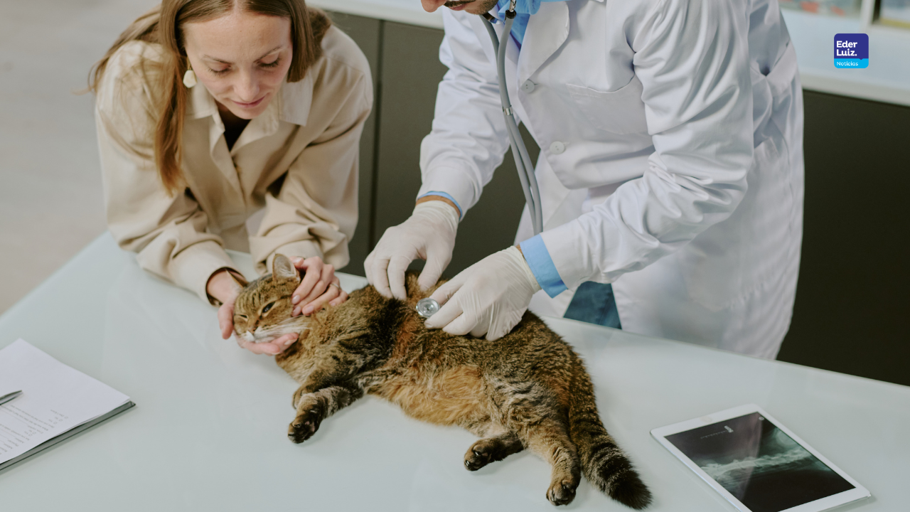 Imunização felina: vacinação contra FeLV deve ser prioridade no Brasil