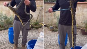 Cobra de quase 2 metros invade jardim e assusta família em SC