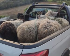 Polícia Civil recupera ovelhas furtadas no interior de Xanxerê
