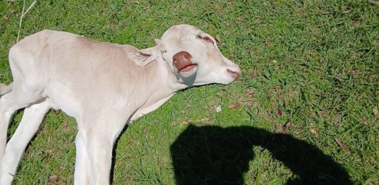 Morre bezerra que nasceu com dois rostos em propriedade rural no Oeste de SC