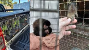 Mais de 170 animais são encontrados em situação de maus-tratos no Oeste de SC