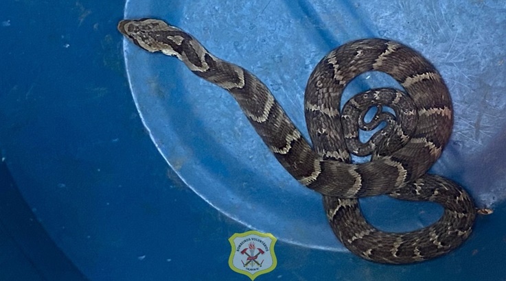 Cobra é encontrada em pátio de residência e bombeiros capturam o animal na região