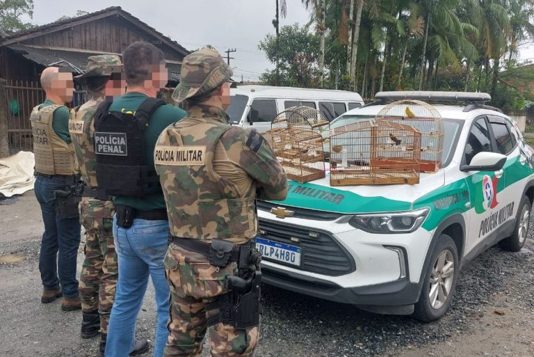 Joaçaba e outras seis cidades são alvo de operação contra tráfico de animais silvestres