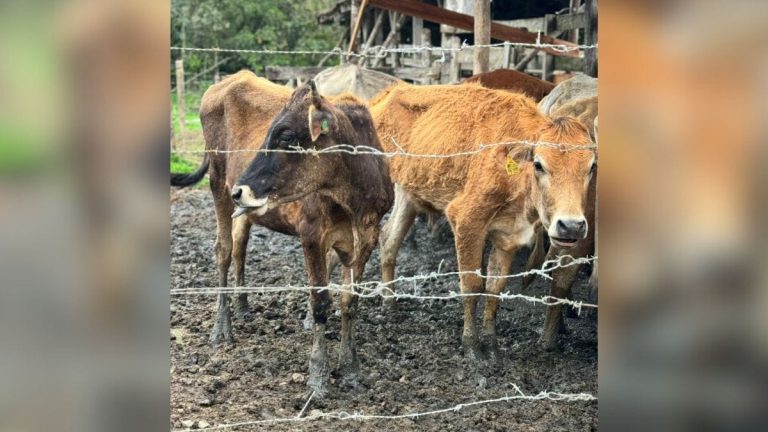 Operação resgata mais de 60 bovinos em situação de maus-tratos em SC