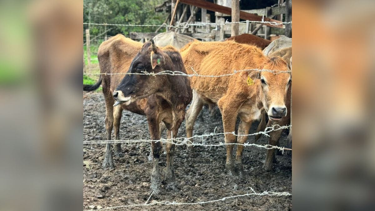 Operação resgata mais de 60 bovinos em situação de maus-tratos em SC