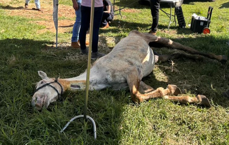 Cavalos vítimas de negligência e maus-tratos são resgatados no Oeste