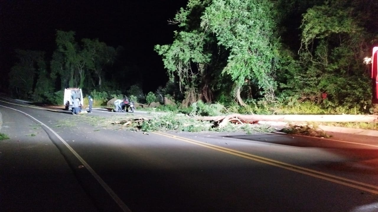 Queda de árvore atinge motocicletas e deixa um ferido na SC-150