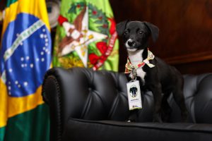 Governo de SC investe R$ 17 milhões para castração de cães e gatos 