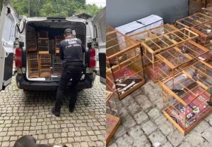 Operação resgata mais de 200 aves silvestres e prende quatro pessoas em SC