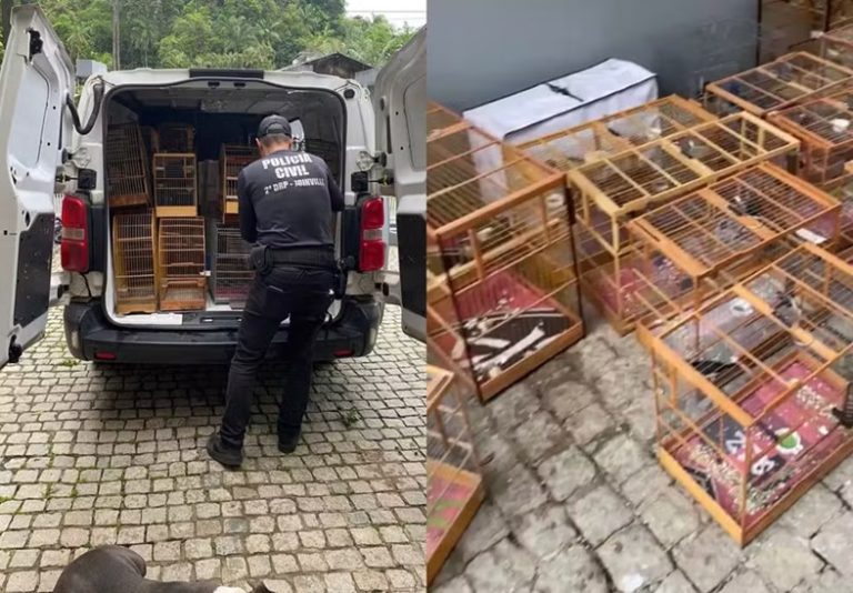 Operação resgata mais de 200 aves silvestres e prende quatro pessoas em SC