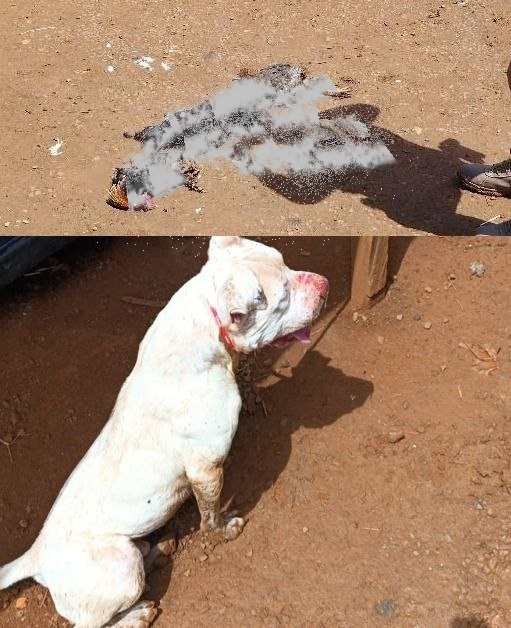 Pitbull é contido pela PM após atacar aves e causar risco a moradores em Campos Novos