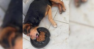 Cachorro é resgatado com sinais de possível abuso em Santa Catarina