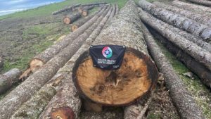 Polícia Militar Ambiental flagra corte ilegal de espécie ameaçada de extinção