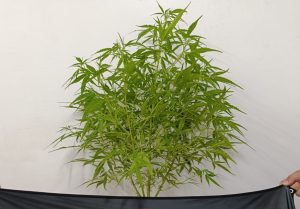 PM encontra cultivo de maconha em de Joaçaba
