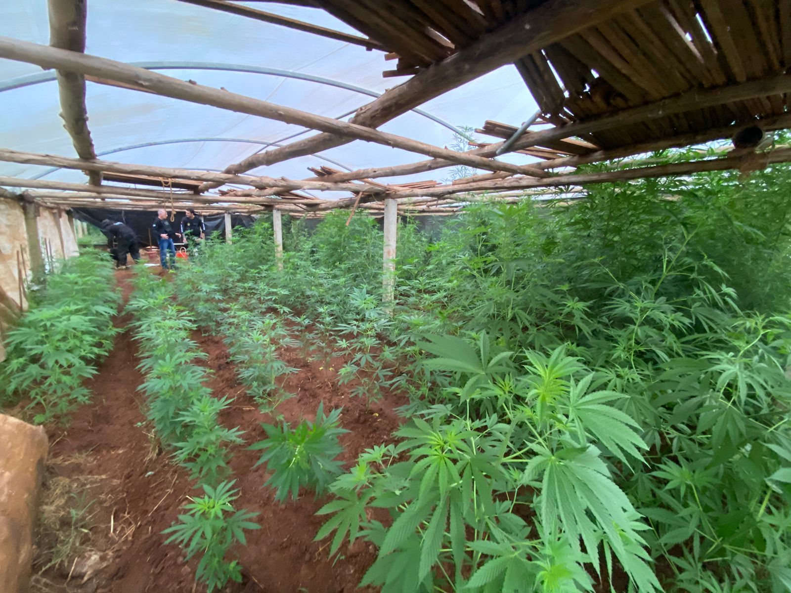 Polícia Civil encontra estufa com plantação de maconha e prende dois homens no Oeste