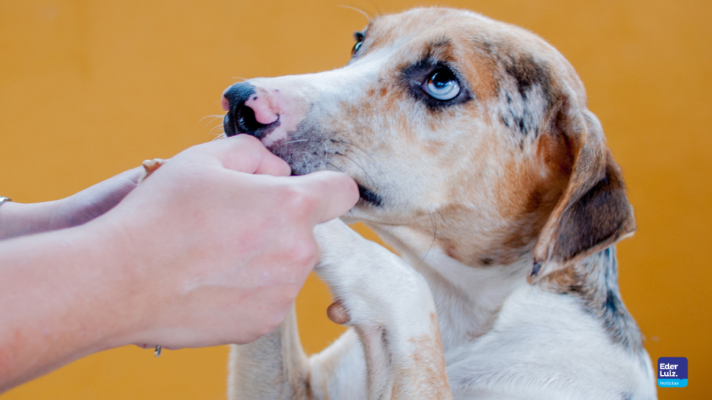 Feirinha de Adoção acontece dia 22 em Joaçaba com ação solidária da ONG Bom Pra Cachorro