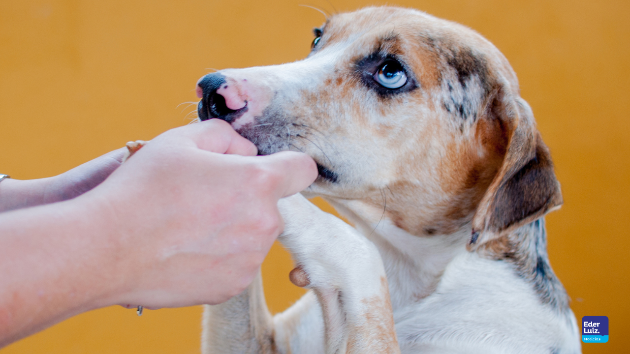 Feirinha de Adoção acontece dia 22 em Joaçaba com ação solidária da ONG Bom Pra Cachorro