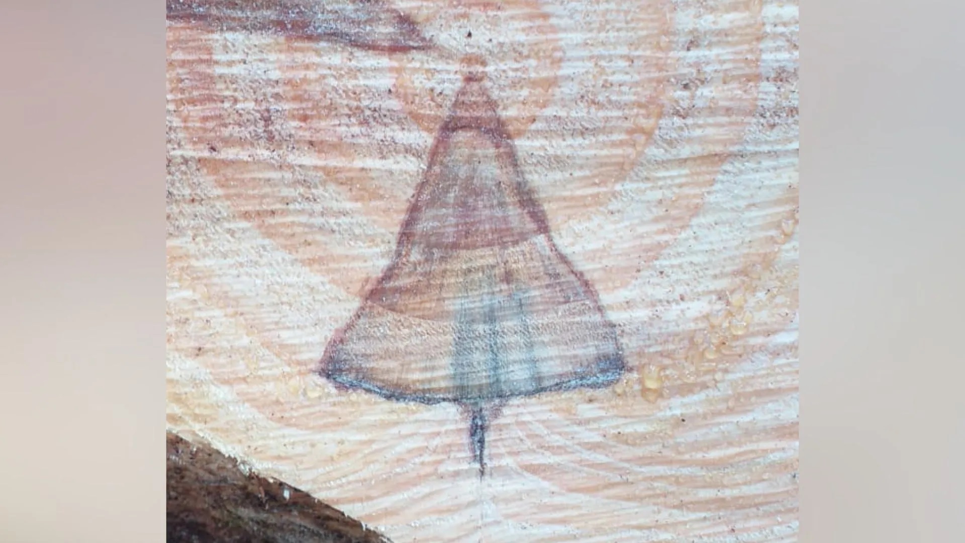 Trabalhador relata aparecimento de imagem de Nossa Senhora em tronco de pinus em Caçador
