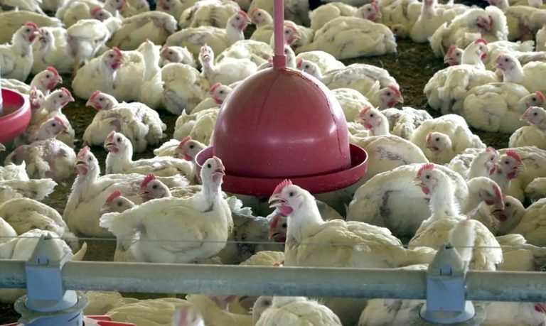 Primeiro caso de variante da gripe aviária em humano é investigado nos EUA