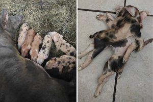 Leitão com dois corpos nasce em propriedade do Oeste de SC