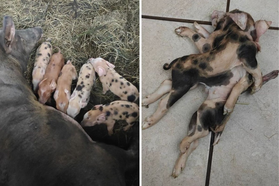 Leitão com dois corpos nasce em propriedade do Oeste de SC