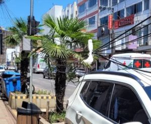 Fiação solta após obras expõe pedestres e motoristas ao risco no Centro de Joaçaba