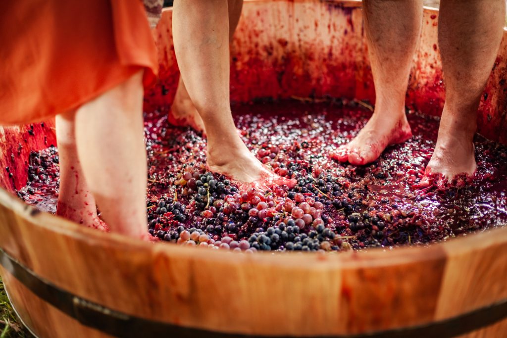 Pinheiro Preto, a Capital Catarinense do Vinho, prepara sua 1ª Vindima oficial