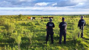 PF realiza operação em Água Doce contra esquema de contrabando de gado