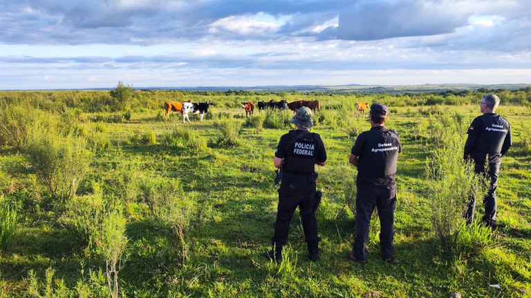PF realiza operação em Água Doce contra esquema de contrabando de gado