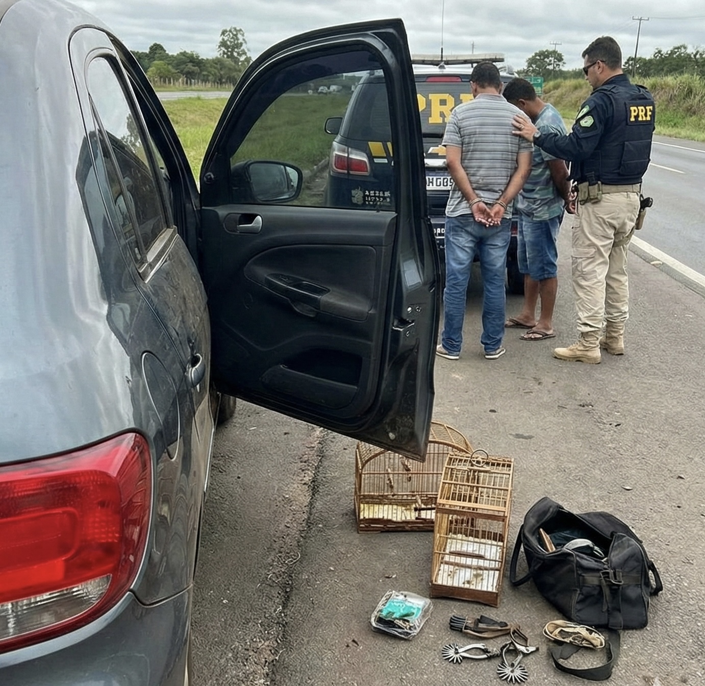 Presos com galos de rinha no RS confessam ter comprado animais em Joaçaba por R$ 3 mil