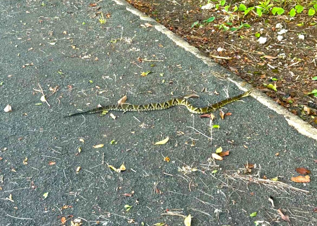 Atenção! Alerta de Cobra: Jararaca é Encontrada em Pista de Caminhada de Clube em Joaçaba
