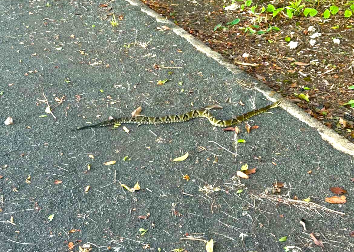 Atenção! Alerta de Cobra: Jararaca é Encontrada em Pista de Caminhada de Clube em Joaçaba