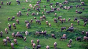 Bombeiros resgatam dois bovinos que caíram em esterqueira no interior de Ouro