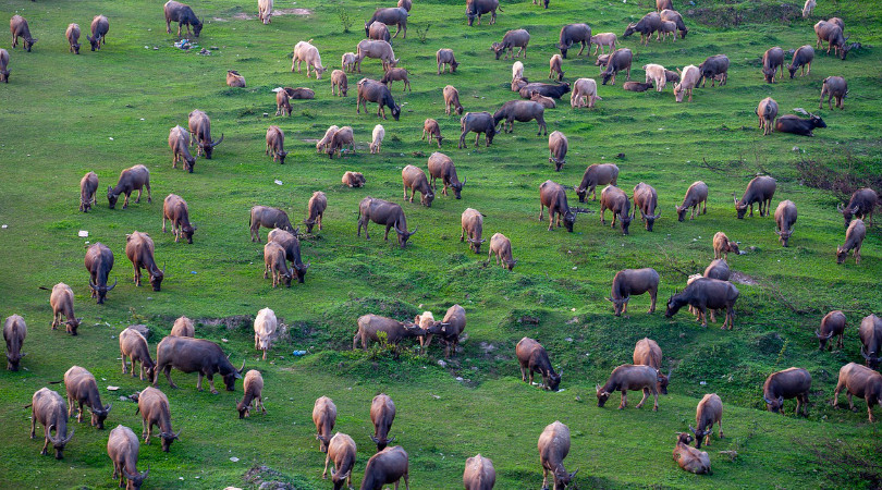 Bombeiros resgatam dois bovinos que caíram em esterqueira no interior de Ouro
