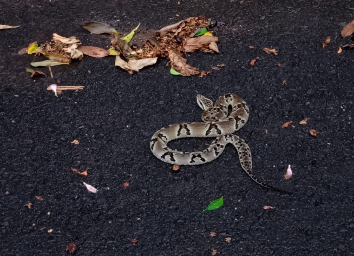 Jararaca de mais de 1 metro é capturada pelo Corpo de Bombeiros em Piratuba