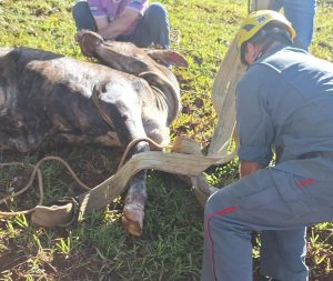 Operação complexa: Bombeiros resgatam boi que caiu em poço de 6 metros em Ipira
