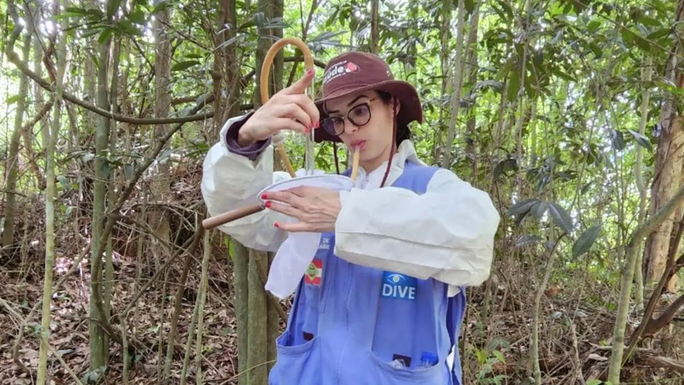 Pesquisa identifica mosquito da febre amarela pela primeira vez em SC