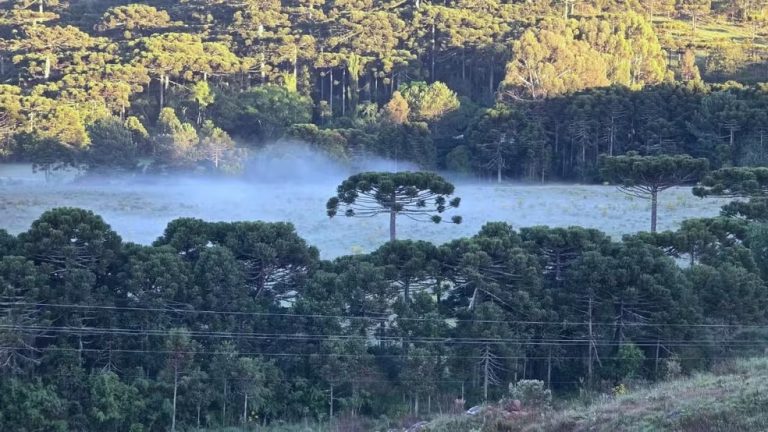 Santa Catarina tem geada em pleno mês de dezembro