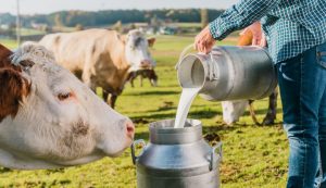 Alesc aprova projeto que proíbe uso de leite em pó importado reconstituído em SC